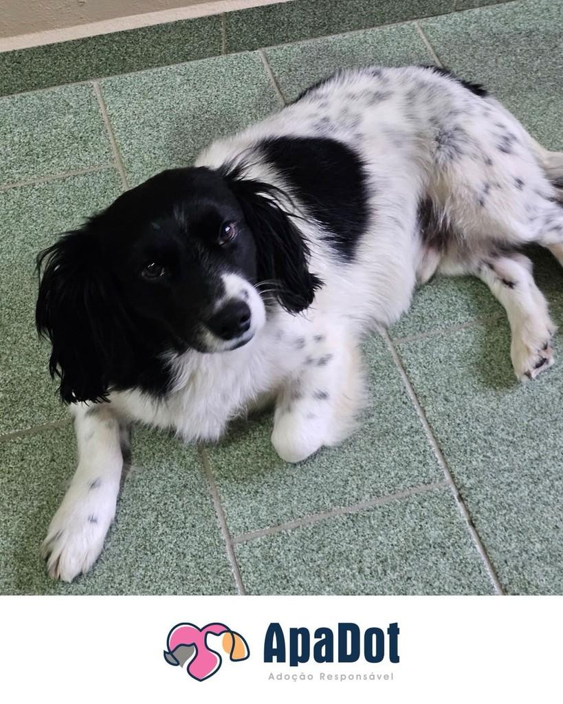 Pipoca, cachorro de porte pequeno para adoção em Pouso Redondo - SC