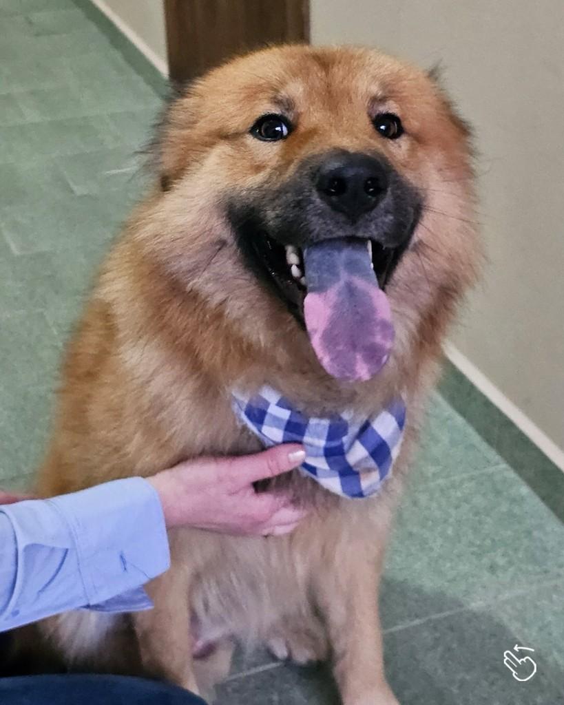 Rambo, cachorro de porte médio para adoção em Pouso Redondo - SC