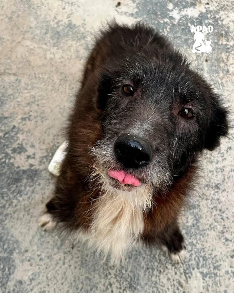 Júpiter, cachorro de porte médio para adoção em Rio do Sul - SC
