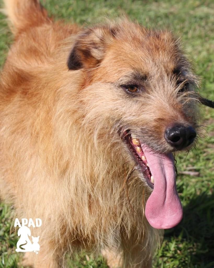Junior, cachorro de porte grande para adoção em Rio do Sul - SC