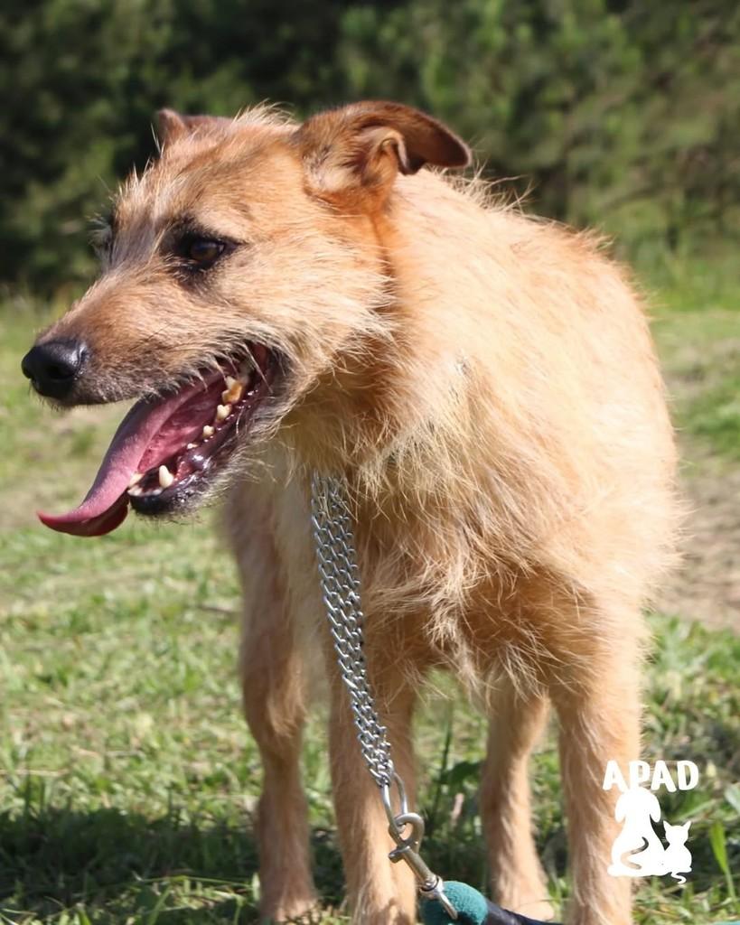 Sandy, cadela de porte médio para adoção em Rio do Sul - SC