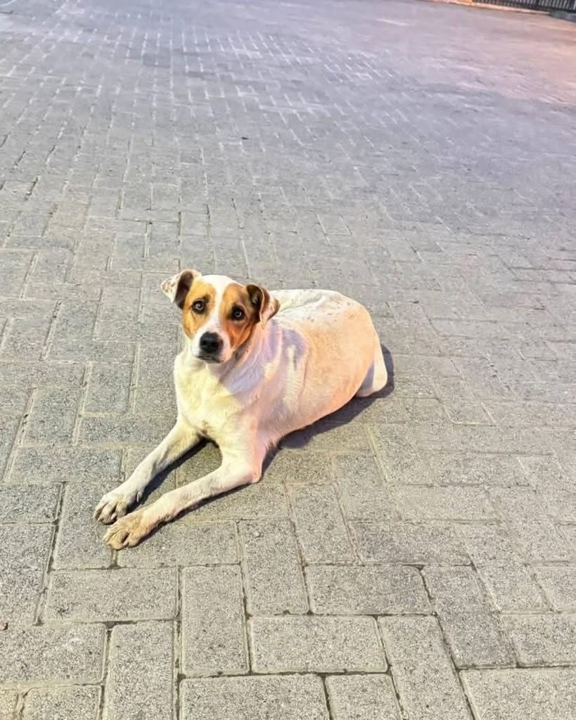 Frida, cadela de porte médio para adoção em Rio do Sul - SC