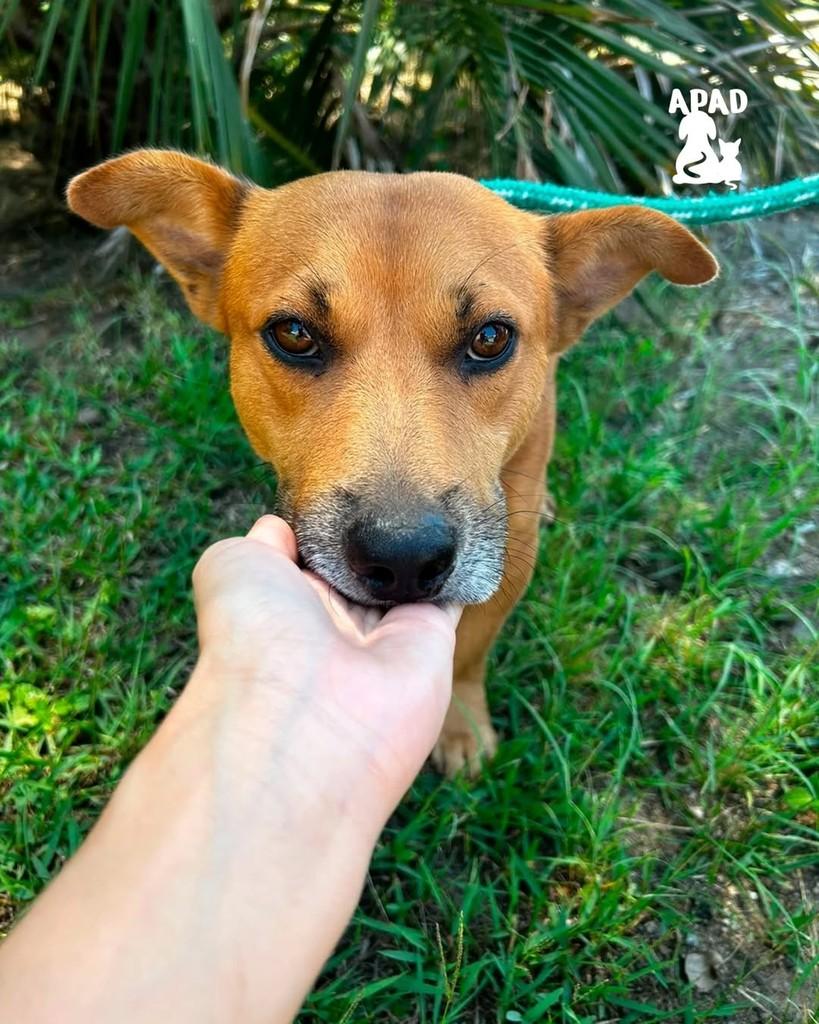 Clyde, cachorro de porte médio para adoção em Rio do Sul - SC