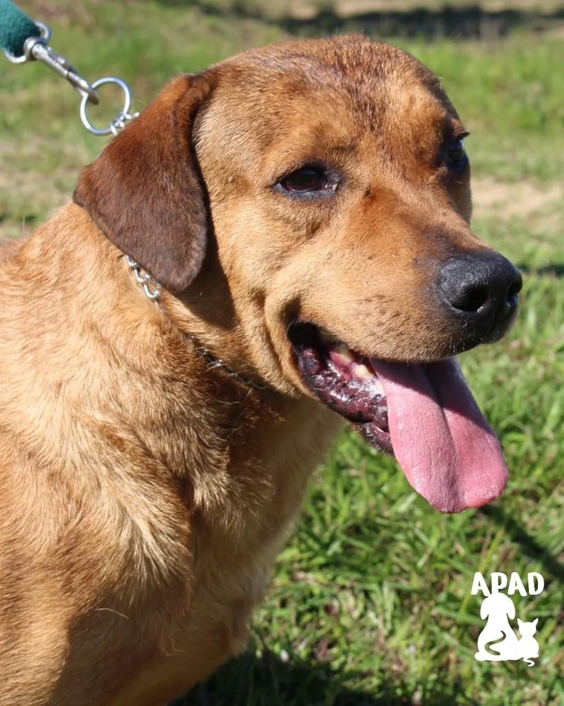 Scar, cachorro de porte grande para adoção em Rio do Sul - SC