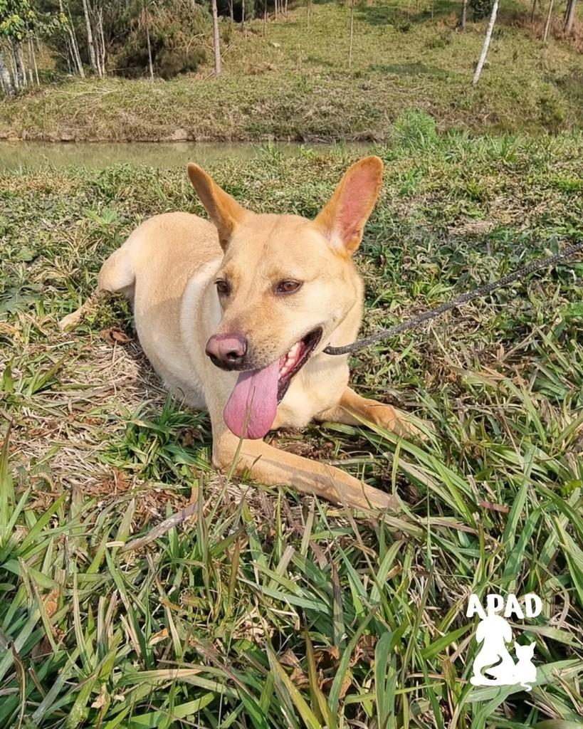 Brida, cadela de porte médio para adoção em Rio do Sul - SC