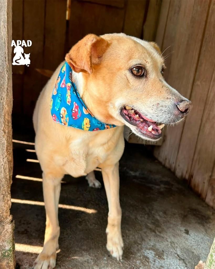 Jiló, cachorro de porte médio para adoção em Rio do Sul - SC