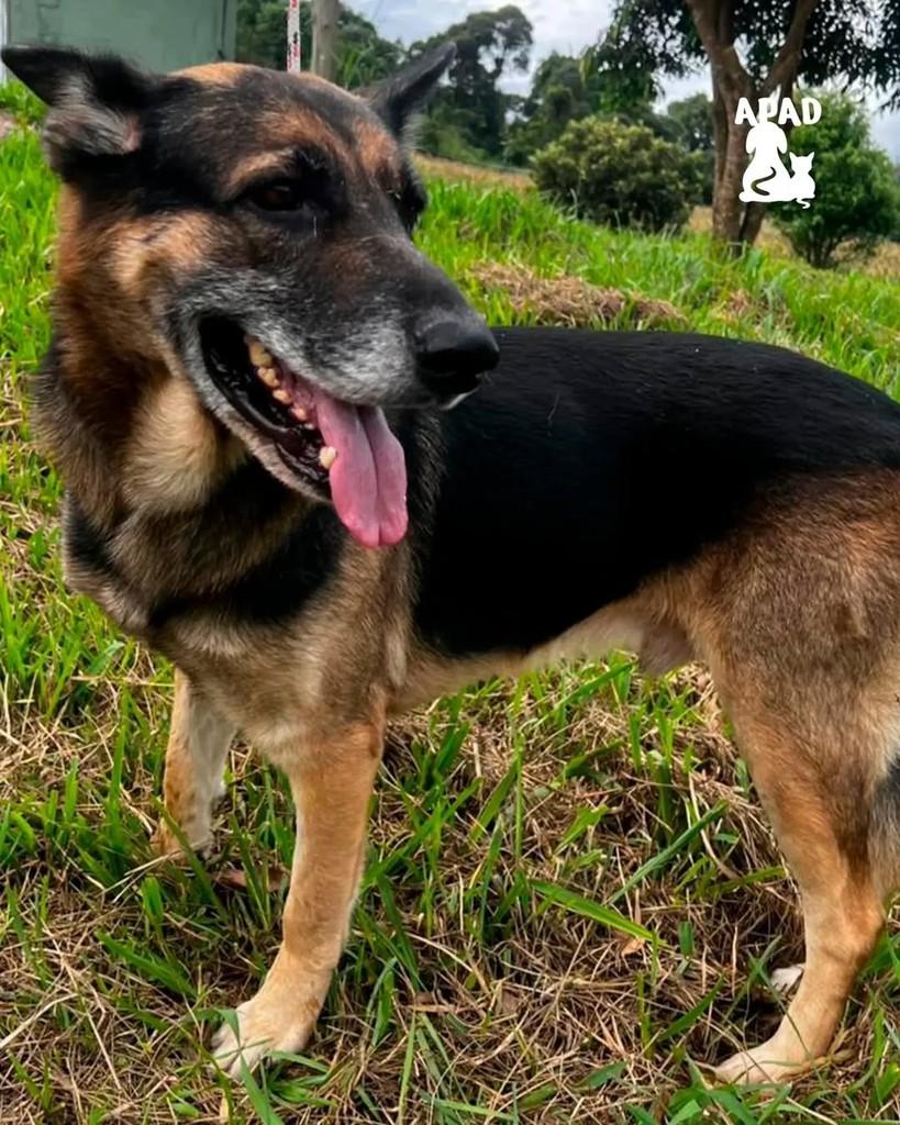 Tainan, cachorro de porte grande para adoção em Rio do Sul - SC
