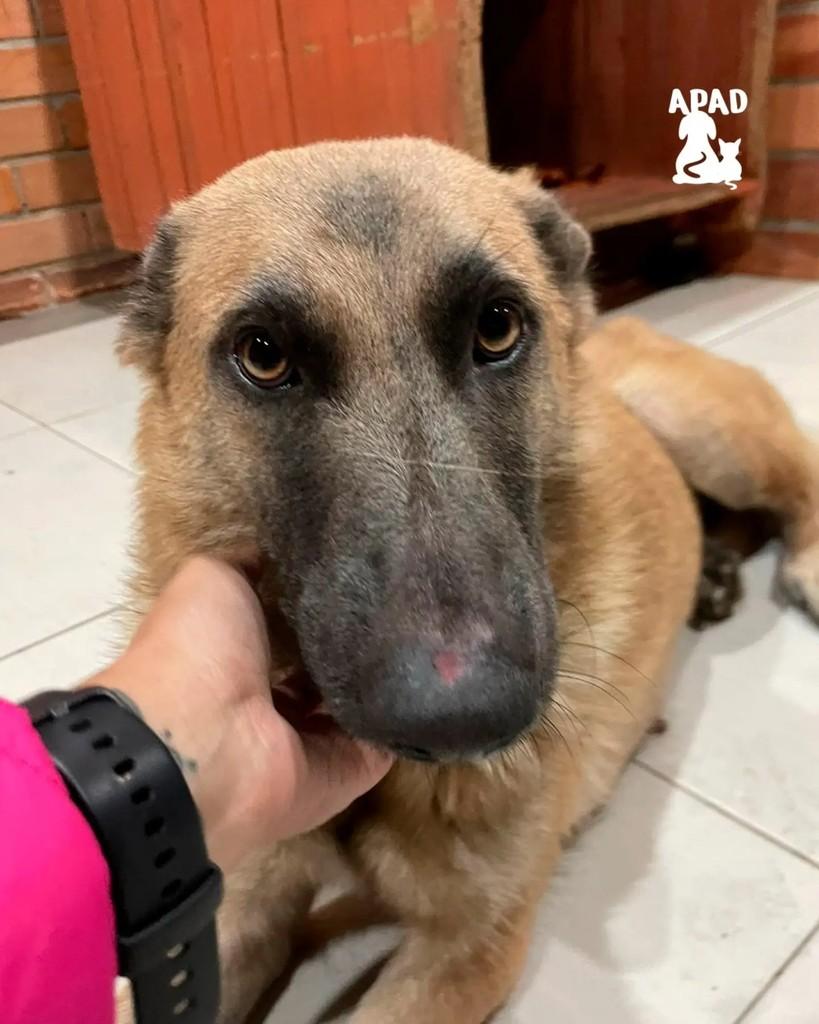 Elisa, cadela de porte médio para adoção em Rio do Sul - SC