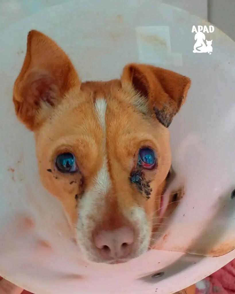 Luna, cadela de porte pequeno para adoção em Rio do Sul - SC