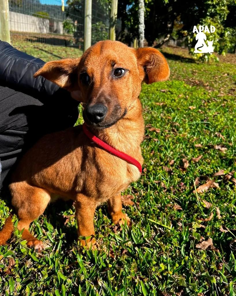 Daffine, cadela de porte pequeno para adoção em Rio do Sul - SC