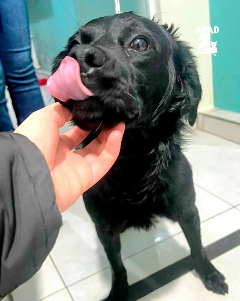 Ozy, cachorro de porte médio para adoção em Rio do Sul - SC