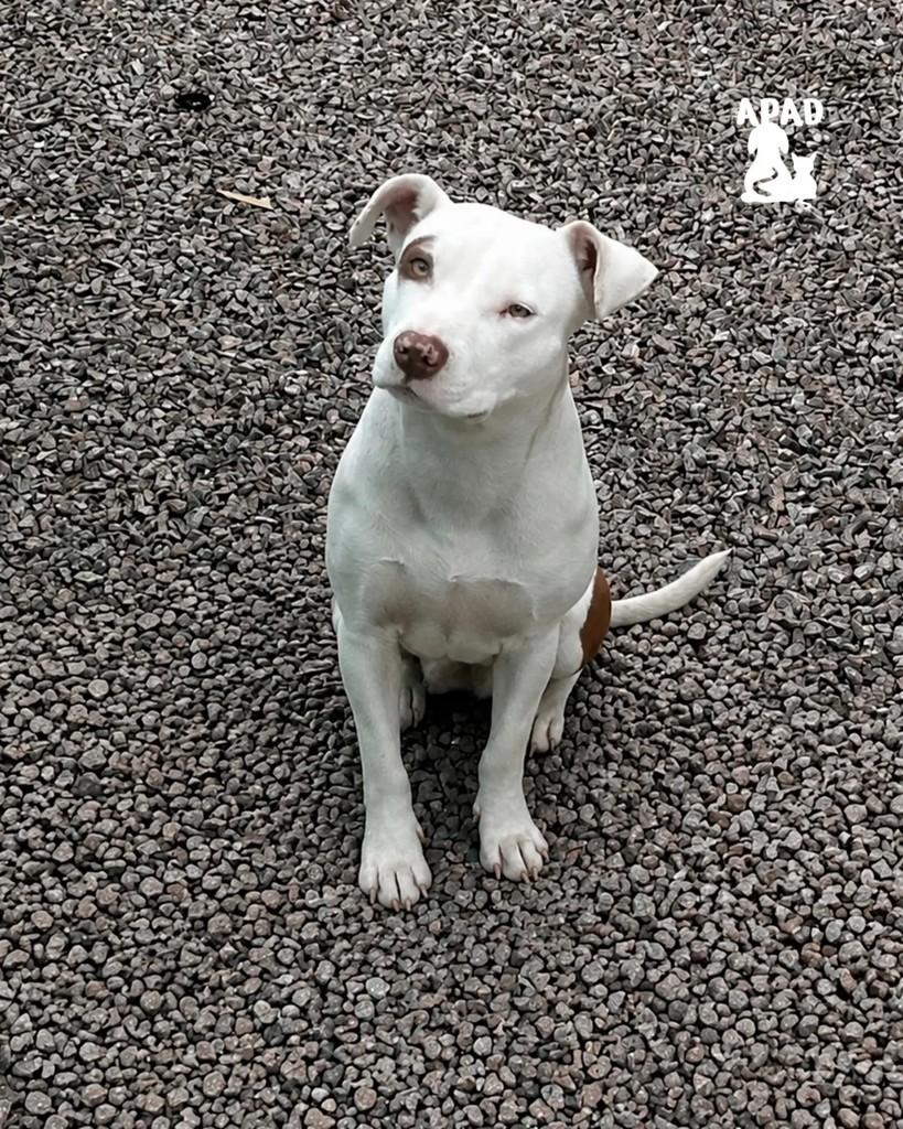 Kyra, cadela de porte grande para adoção em Rio do Sul - SC