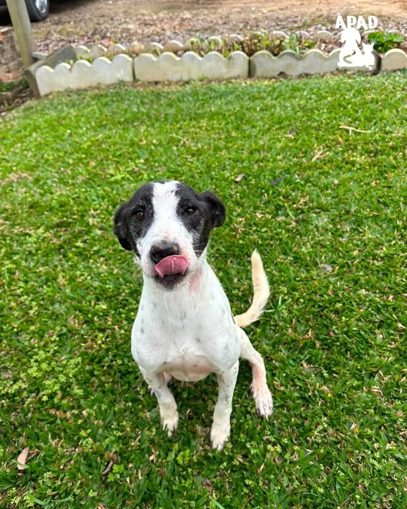 Lupam, cachorro de porte médio para adoção em Rio do Sul - SC
