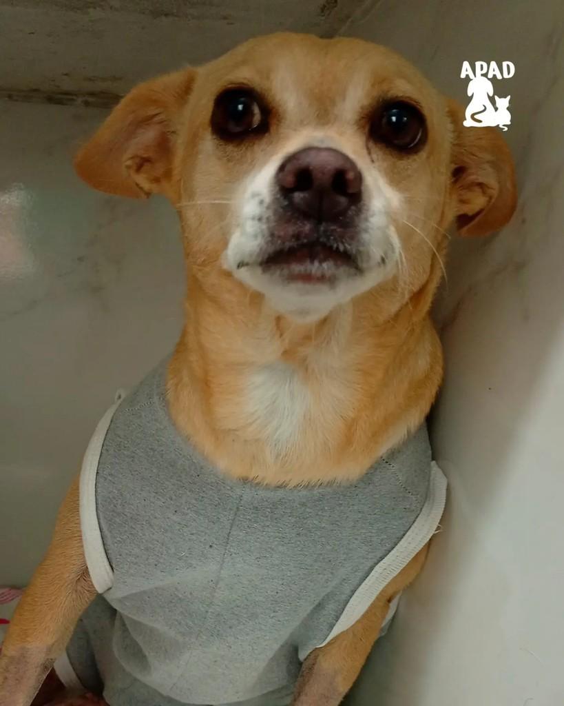 Clarice, cadela de porte pequeno para adoção em Rio do Sul - SC