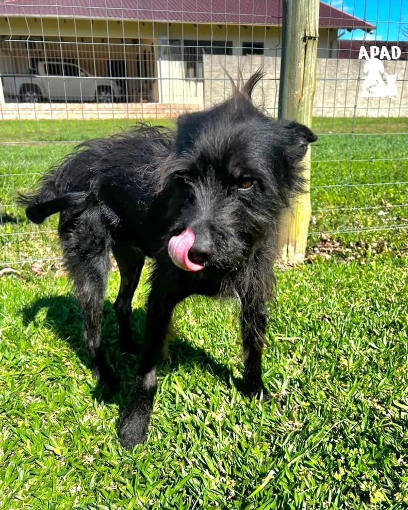 Jhony, cachorro de porte médio para adoção em Rio do Sul - SC