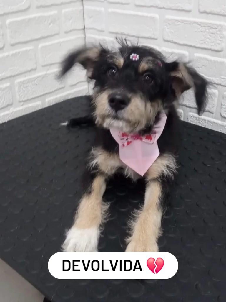 Pituxa, cadela de porte pequeno para adoção em Rio do Sul - SC