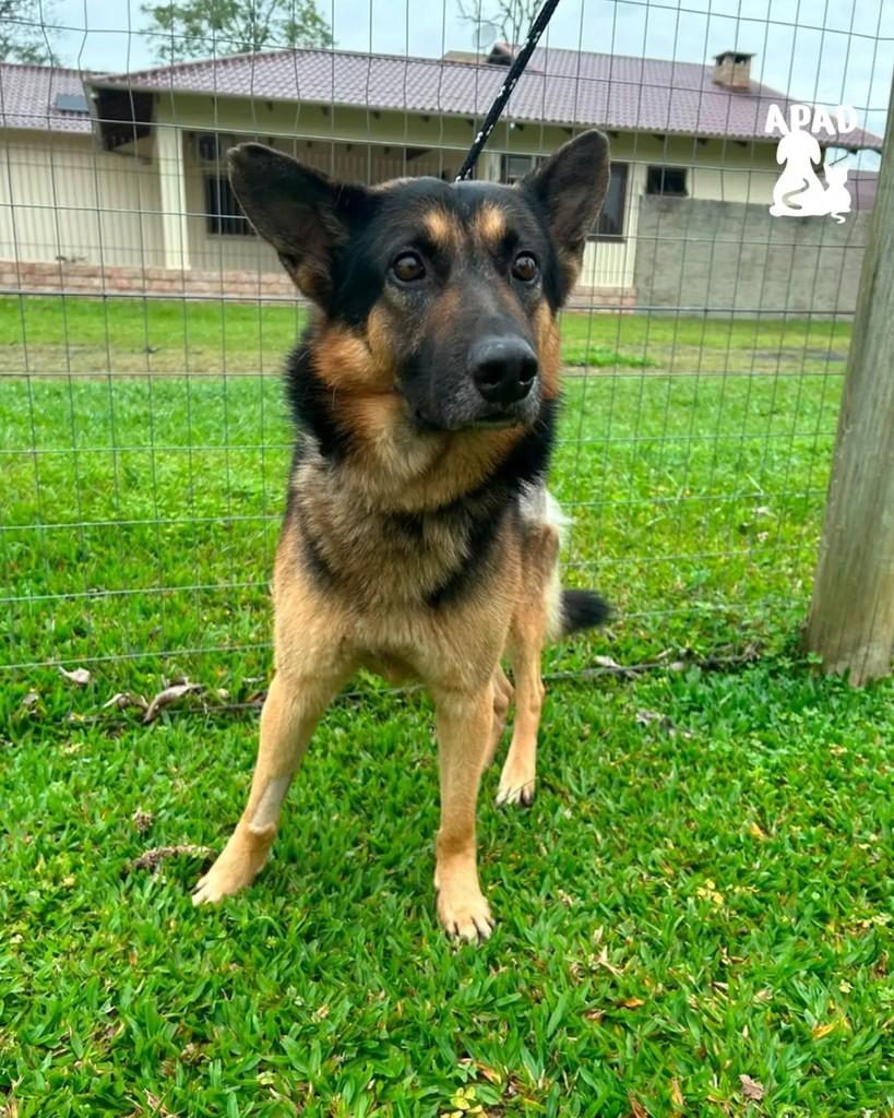 Timbó, cachorro de porte médio para adoção em Rio do Sul - SC
