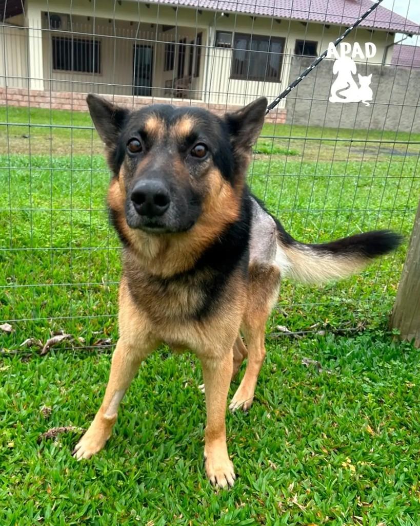 Timbó, cachorro de porte médio para adoção em Rio do Sul - SC — foto 2 de 3