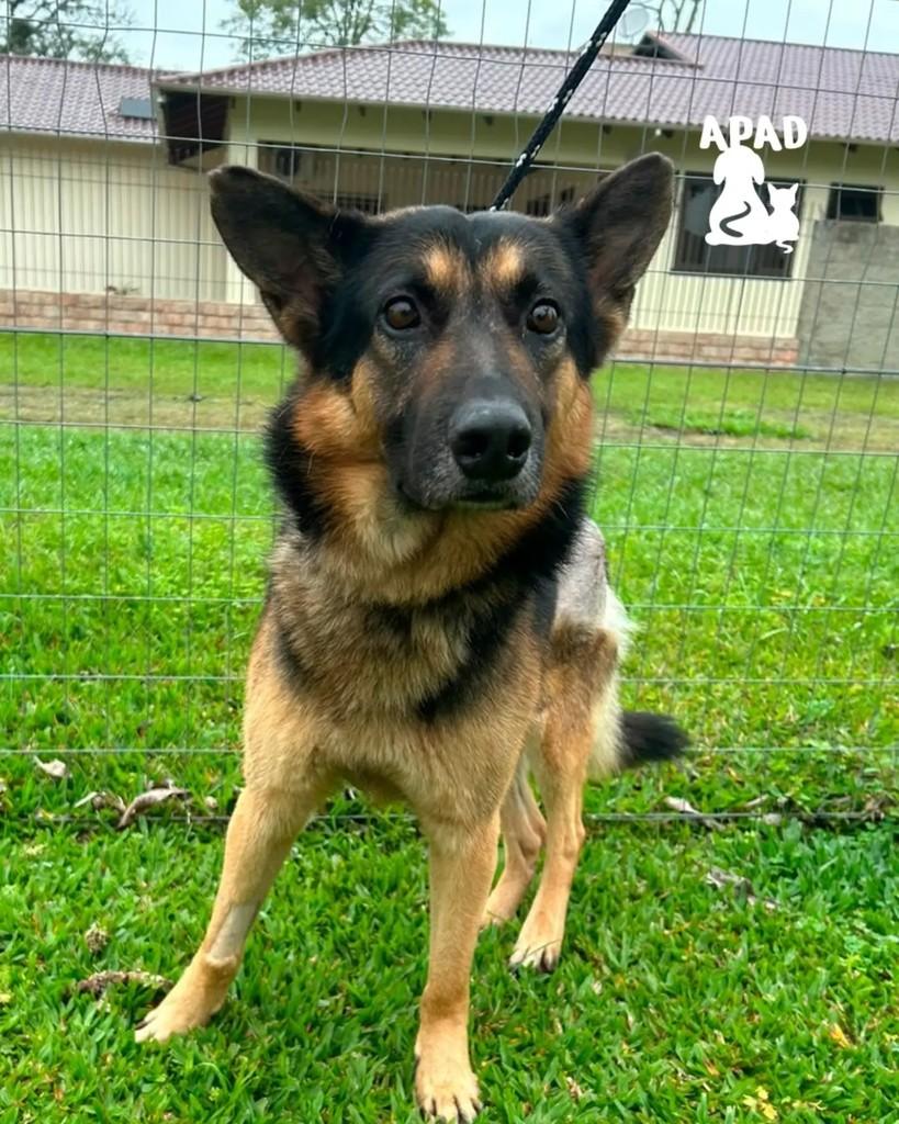 Timbó, cachorro de porte médio para adoção em Rio do Sul - SC — foto 3 de 3