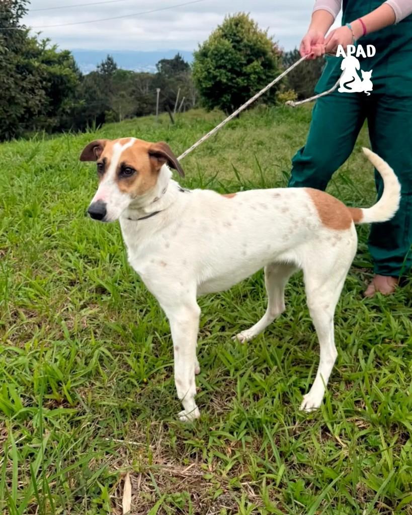 Teresa, cadela de porte grande para adoção em Rio do Sul - SC — foto 3 de 3
