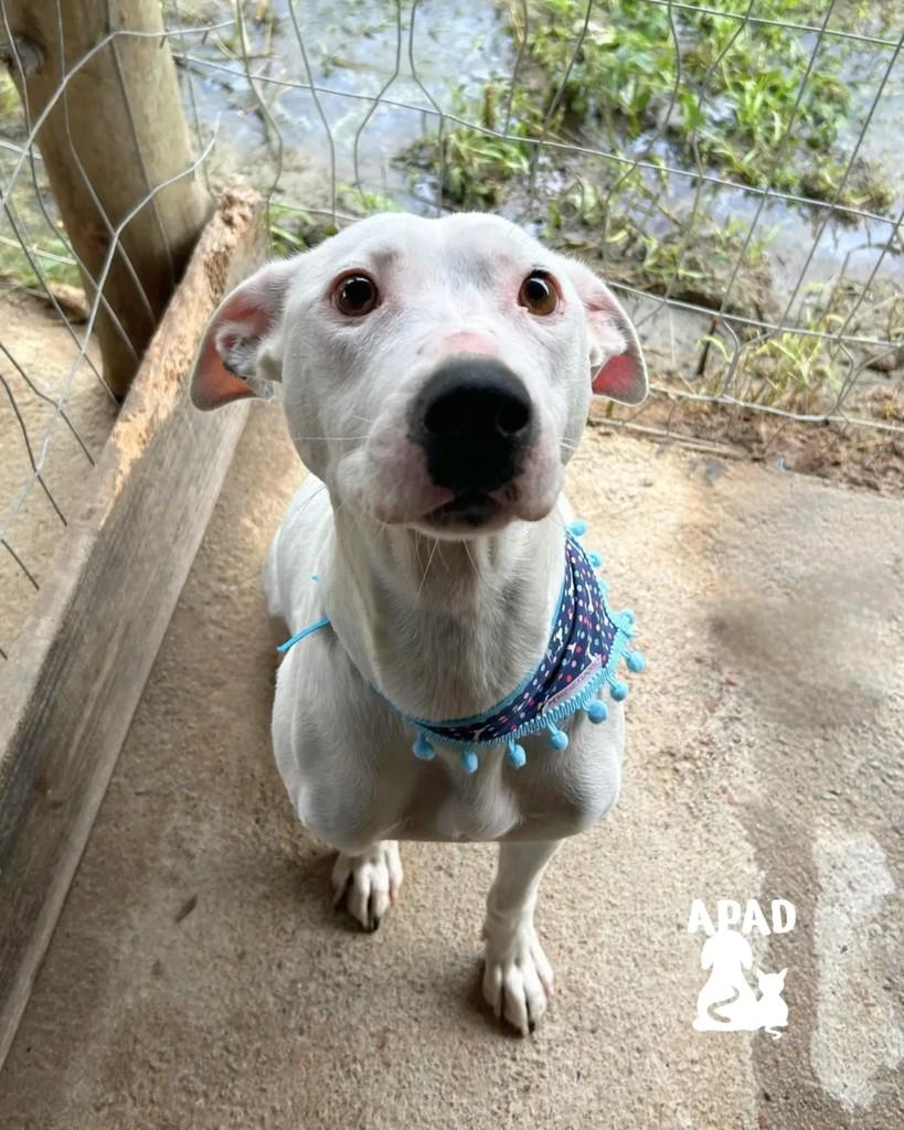Balu, cadela de porte médio para adoção em Rio do Sul - SC — foto 2 de 3