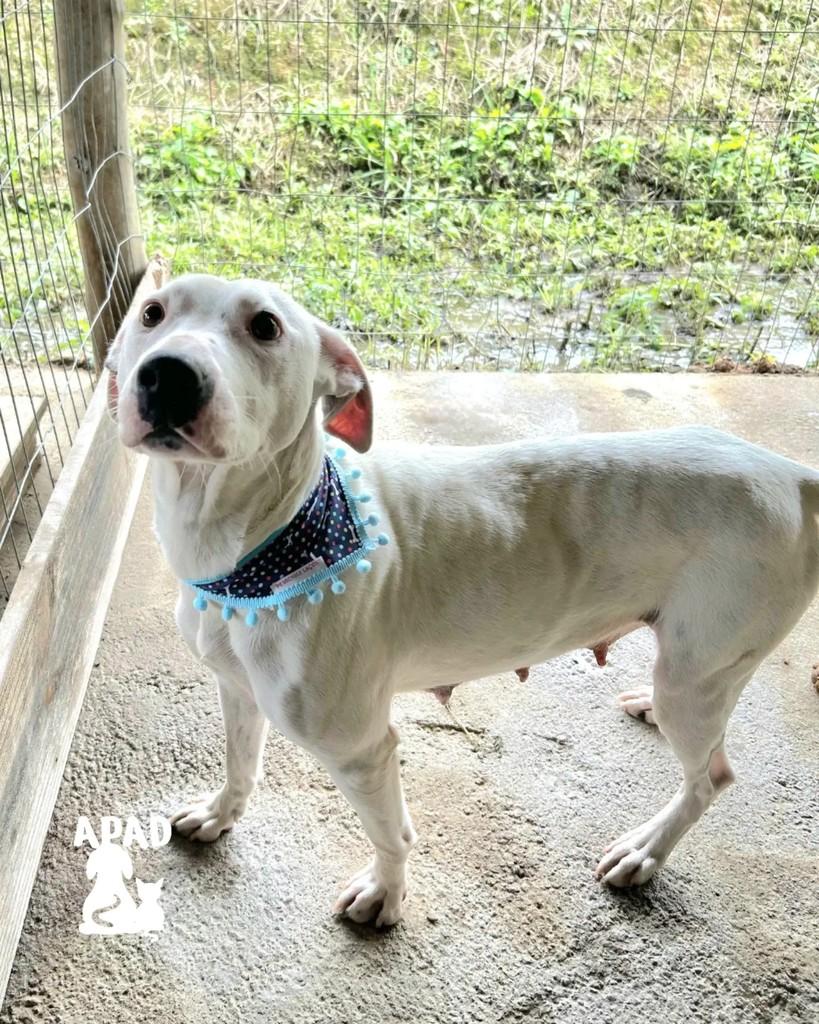 Balu, cadela de porte médio para adoção em Rio do Sul - SC — foto 3 de 3