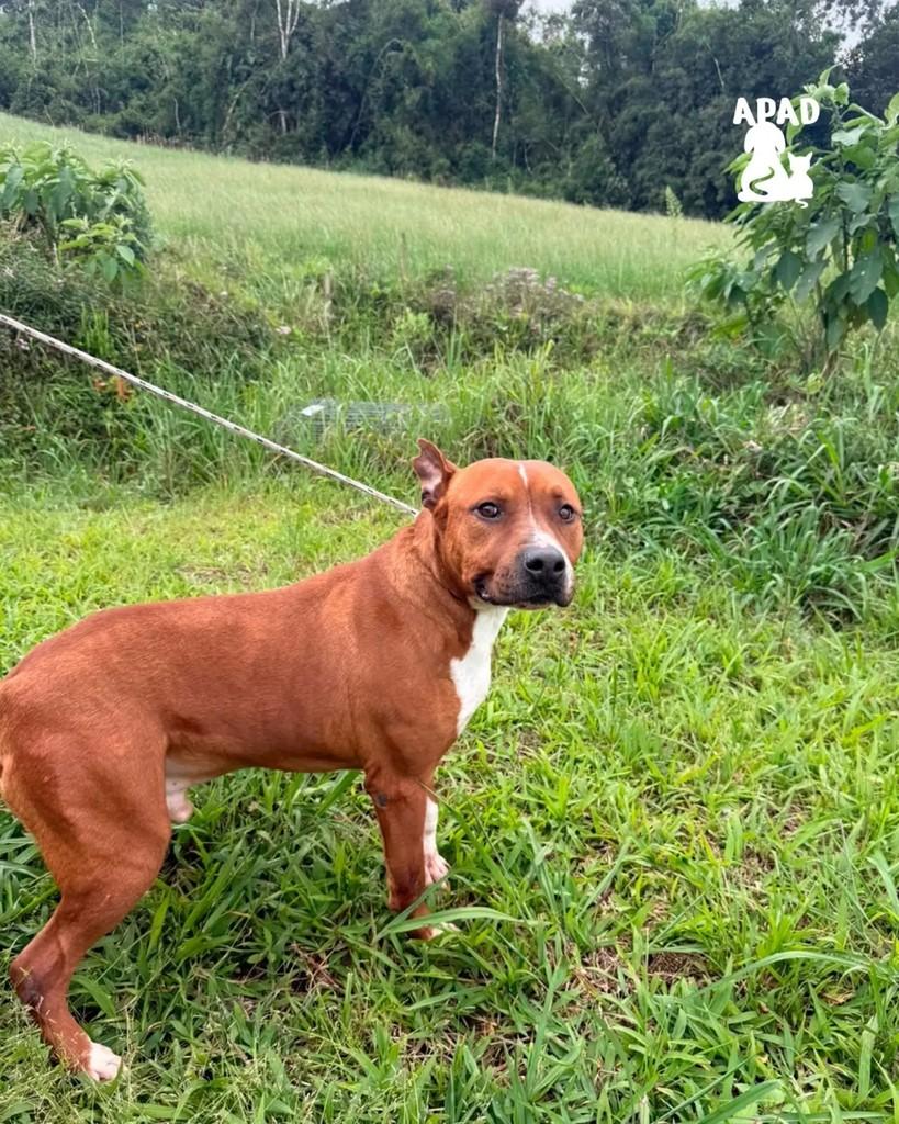Titan, cachorro de porte grande para adoção em Rio do Sul - SC