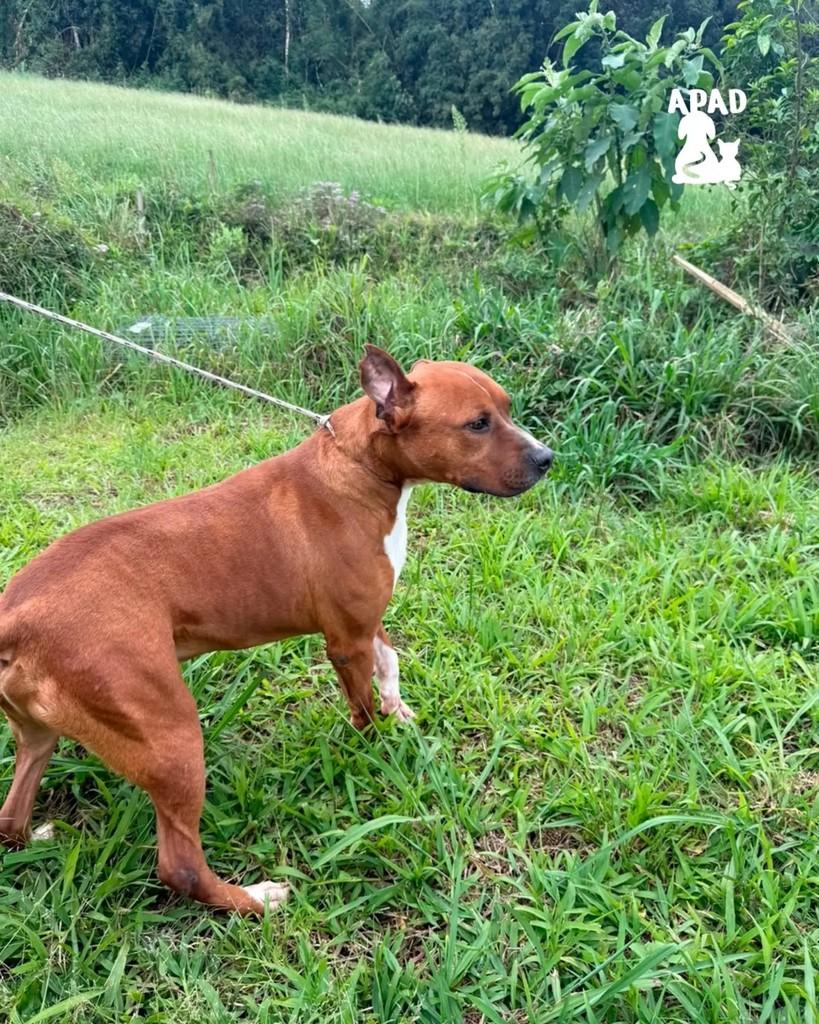 Titan, cachorro de porte grande para adoção em Rio do Sul - SC — foto 2 de 3
