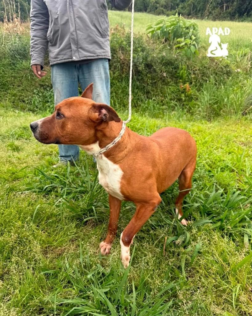 Titan, cachorro de porte grande para adoção em Rio do Sul - SC — foto 3 de 3