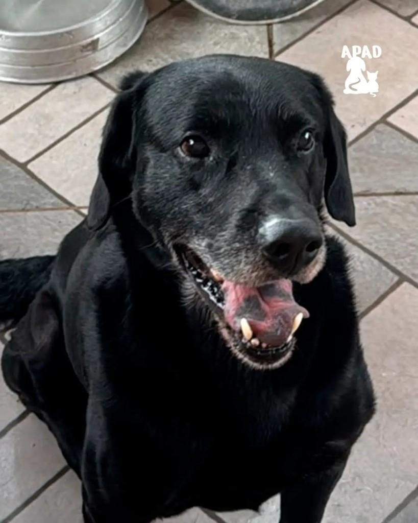 Negão, cachorro de porte grande para adoção em Rio do Sul - SC