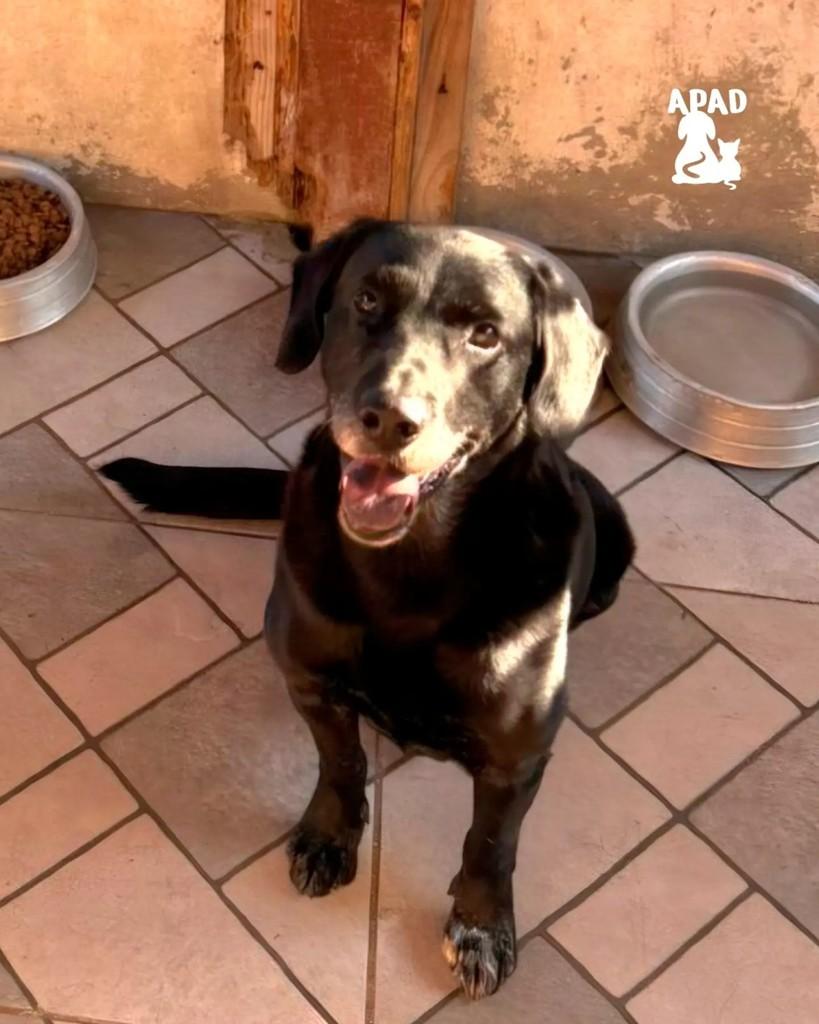 Negão, cachorro de porte grande para adoção em Rio do Sul - SC — foto 2 de 3