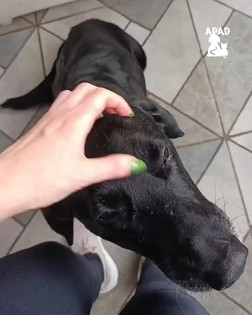 Negão, cachorro de porte grande para adoção em Rio do Sul - SC — foto 3 de 3