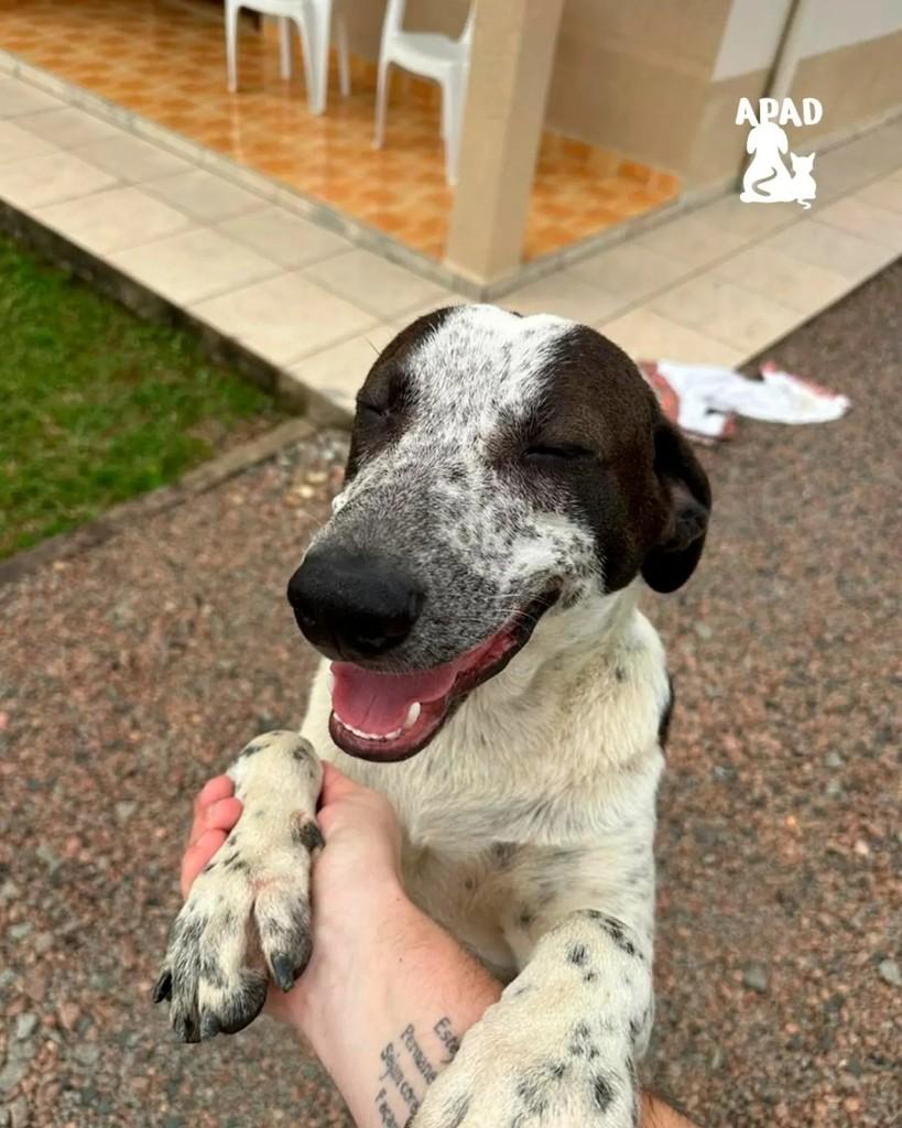 Jerry, cachorro de porte grande para adoção em Rio do Sul - SC — foto 2 de 2