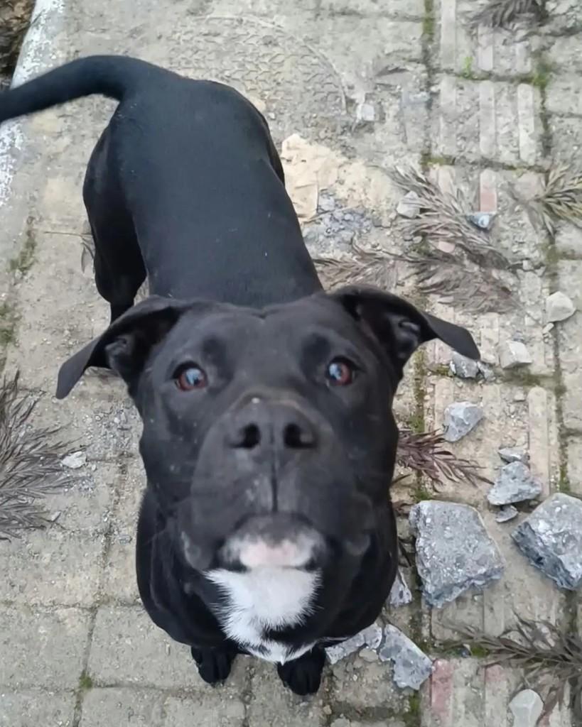Tom, cachorro de porte grande para adoção em Rio do Sul - SC
