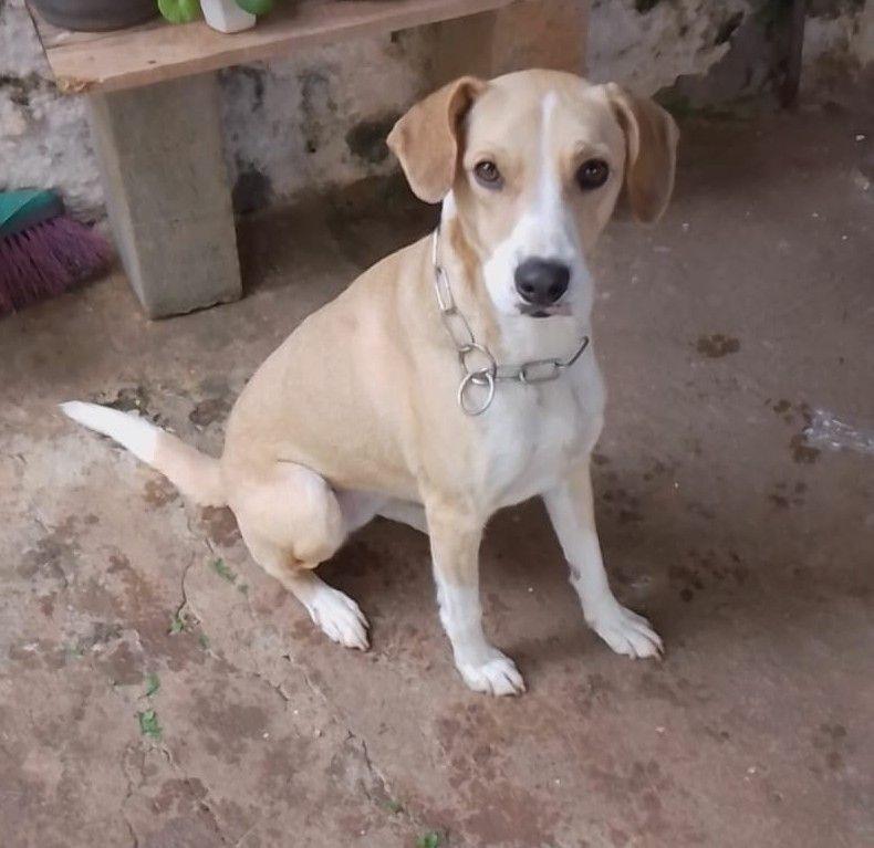 Mel, cadela de porte médio para adoção em Elói Mendes - MG