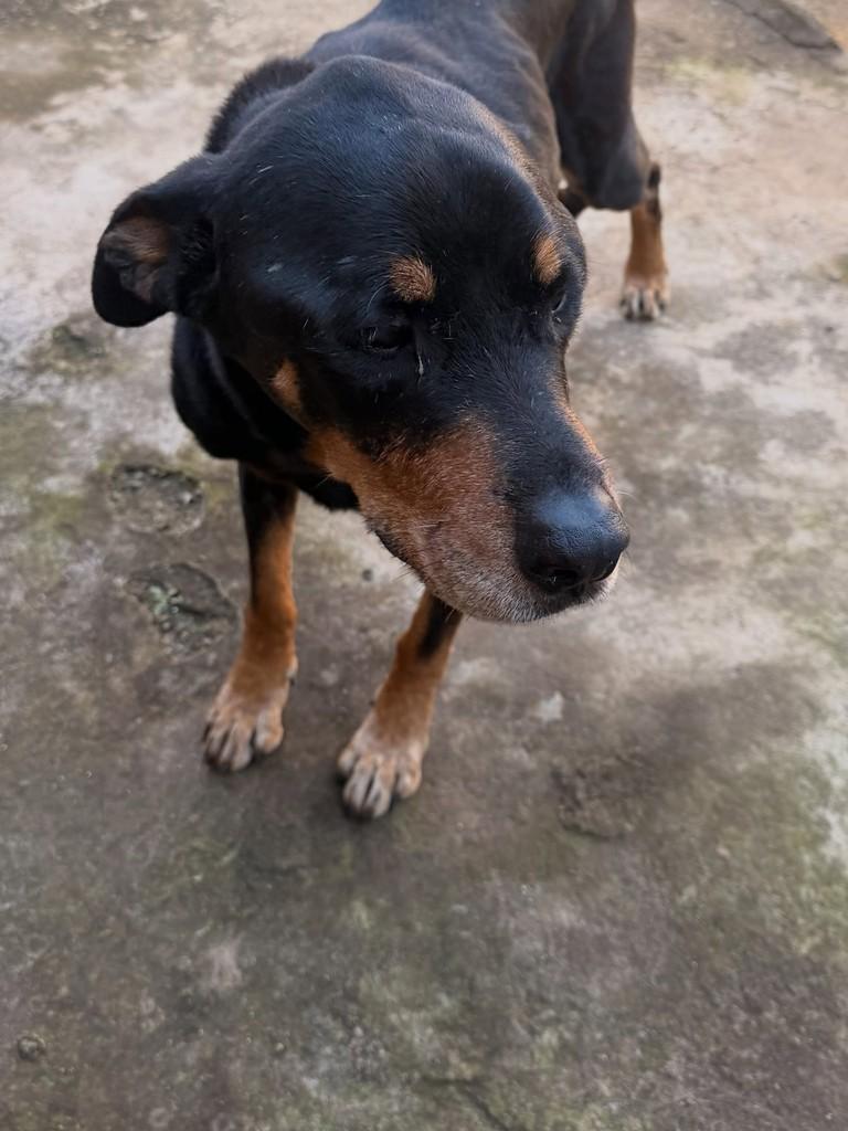 Rock, cachorro de porte médio para adoção em Elói Mendes - MG