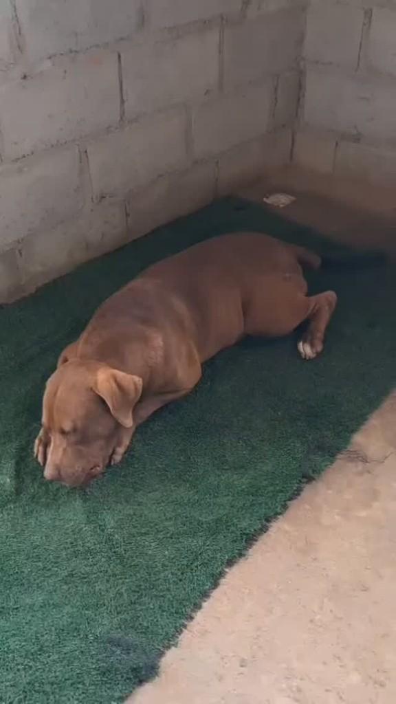 Maneca, cachorro de porte médio para adoção em Feira de Santana - BA
