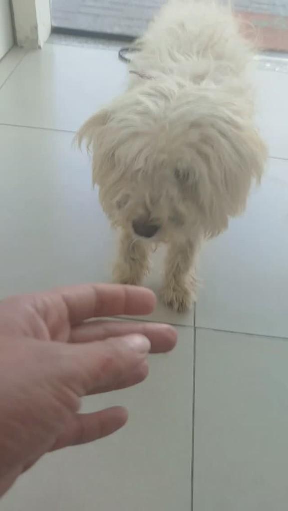 Branquinha, cachorro de porte pequeno para adoção em Feira de Santana - BA