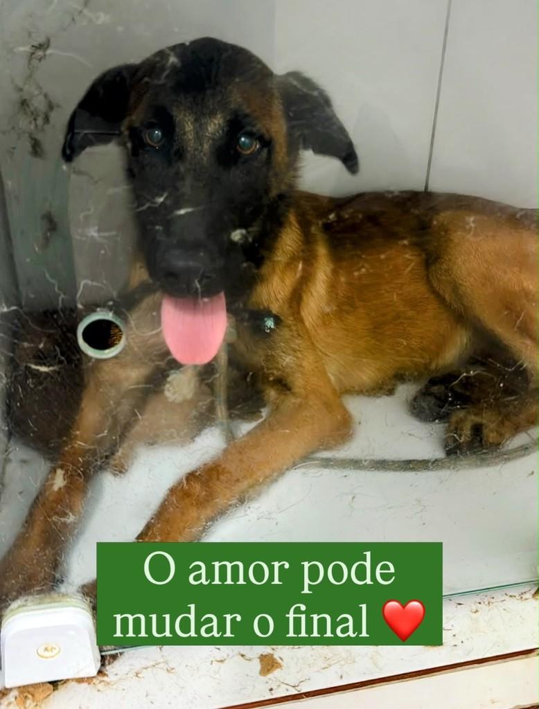 Guerreira, cachorro de porte médio para adoção em Feira de Santana - BA