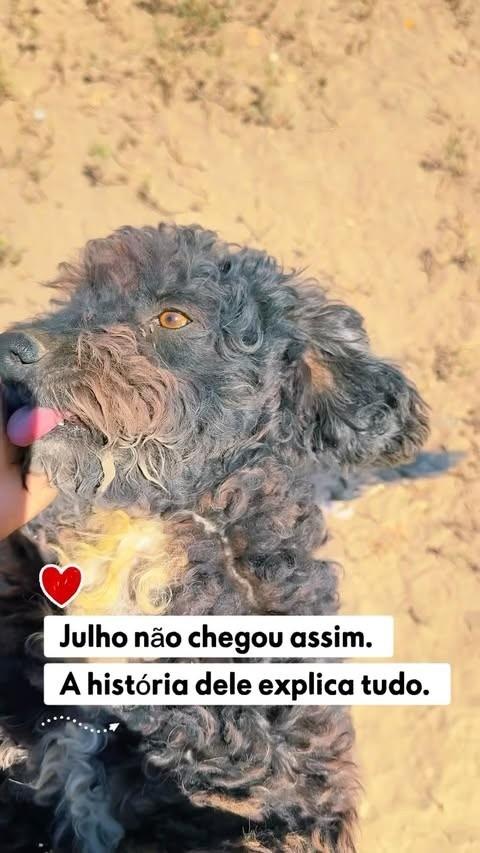 Julho, cachorro de porte médio para adoção em Feira de Santana - BA