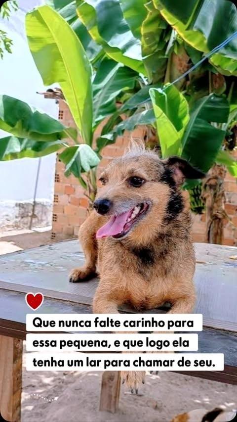 Lulu, cadela de porte pequeno para adoção em Feira de Santana - BA