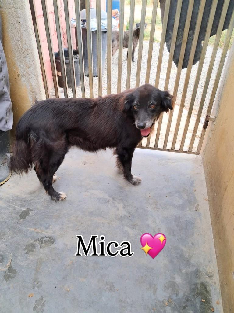 Mica, cadela de porte médio para adoção em Feira de Santana - BA