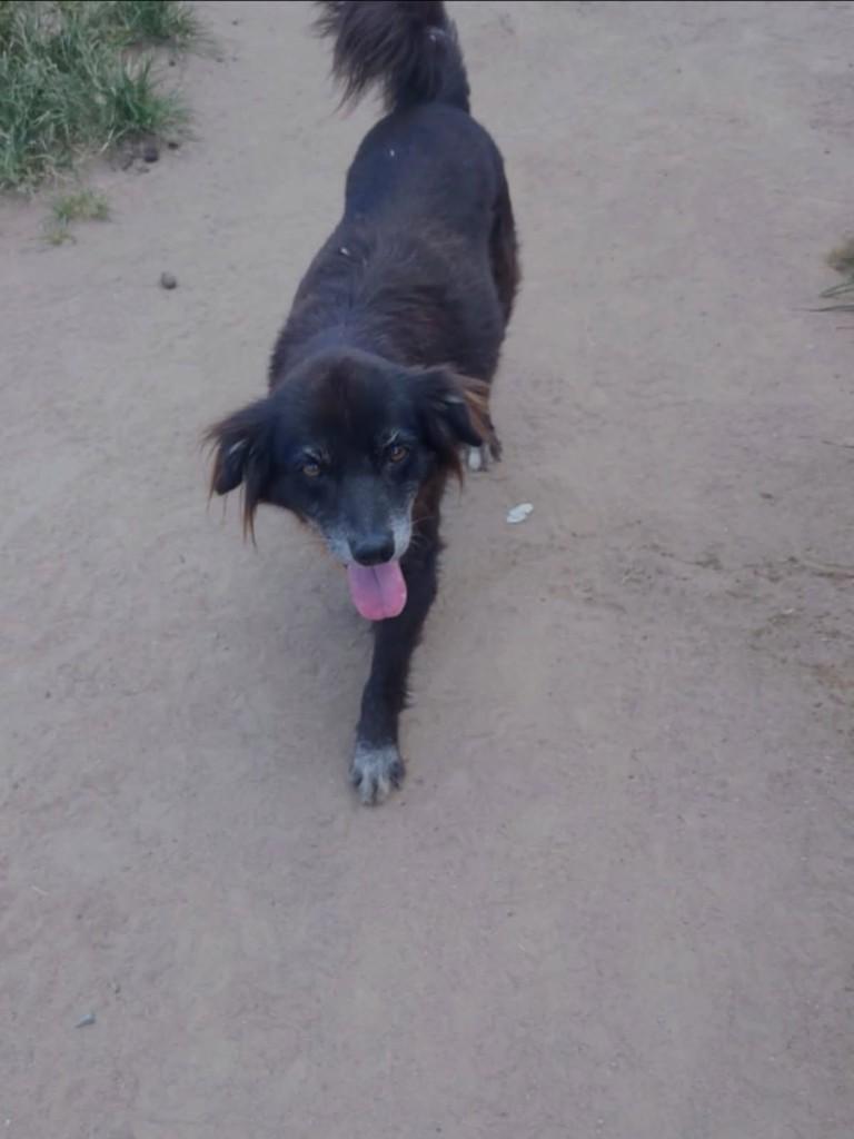 Mica, cadela de porte médio para adoção em Feira de Santana - BA — foto 2 de 2