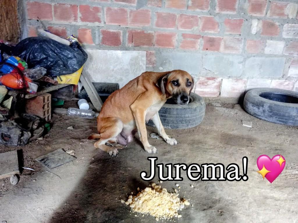 Jurema, cadela de porte médio para adoção em Feira de Santana - BA