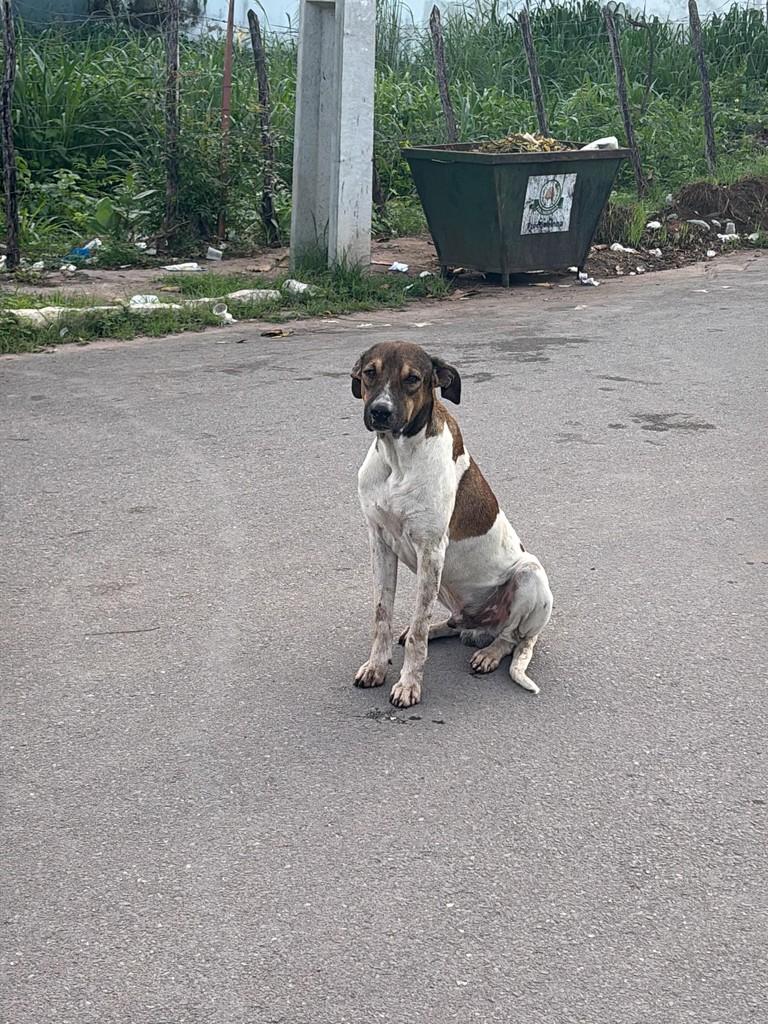 Thor, cachorro de porte médio para adoção em Frecheirinha - CE