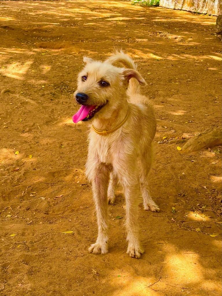 Raul, cachorro de porte pequeno para adoção em Frecheirinha - CE