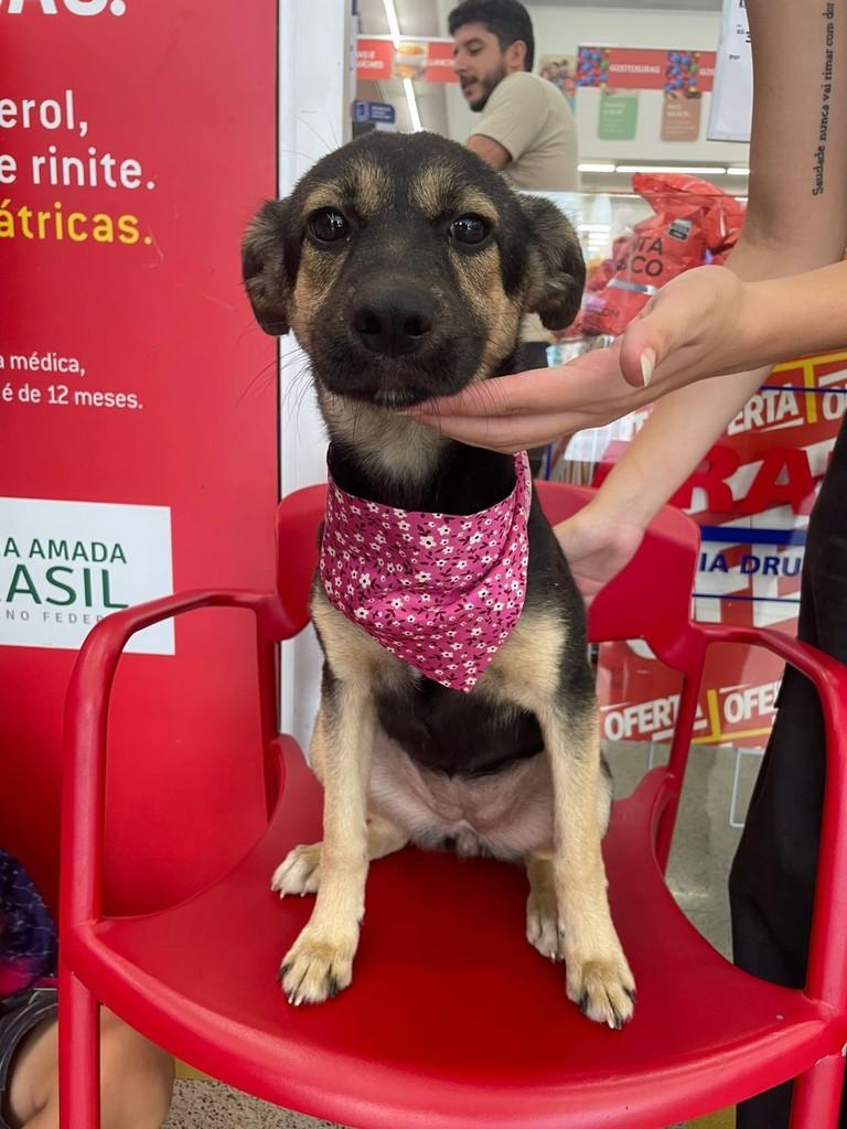 Linda, cadela de porte pequeno para adoção em Formiga - MG