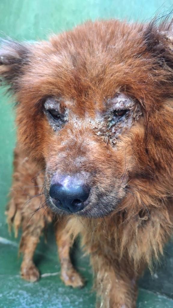 Aurora, cachorro de porte médio para adoção em Formiga - MG