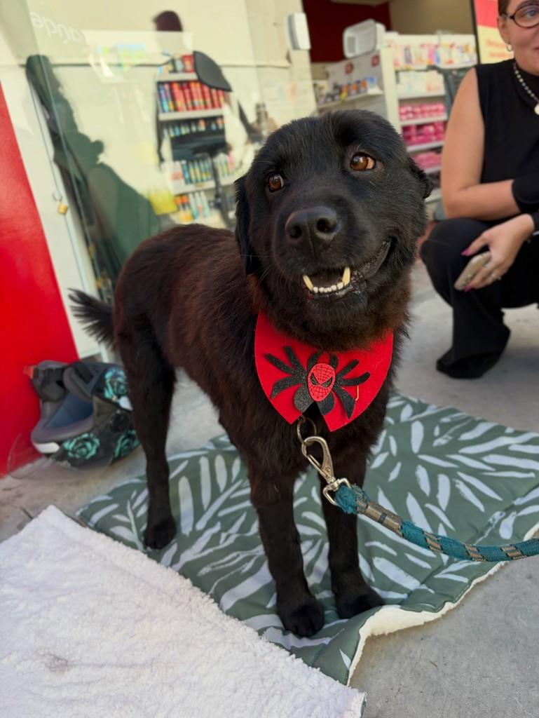Apollo, cachorro de porte médio para adoção em Formiga - MG