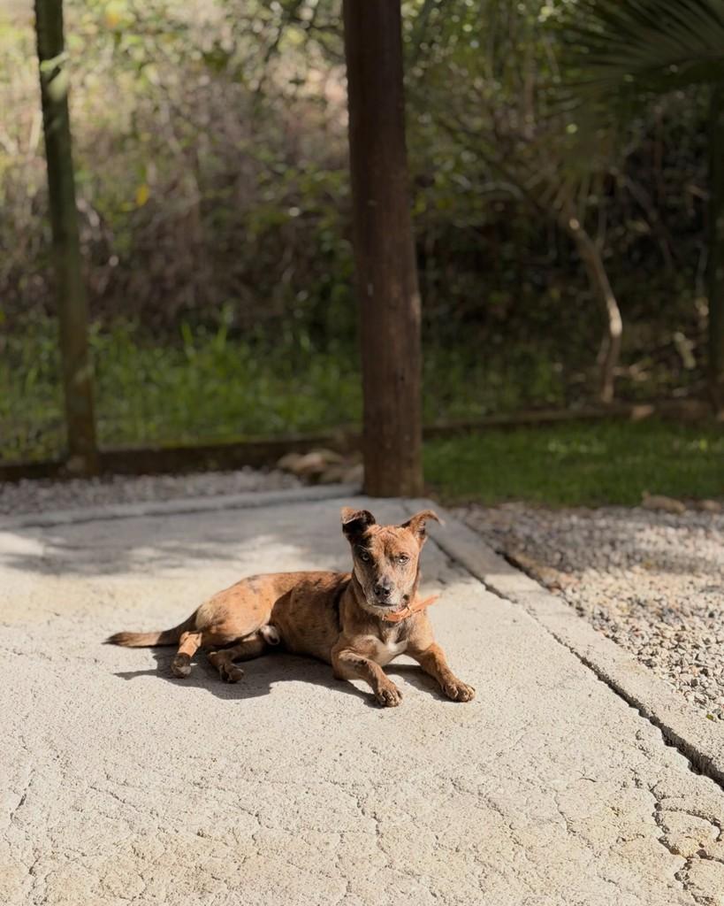 Ele, cachorro de porte pequeno para adoção em Paulo Lopes - SC